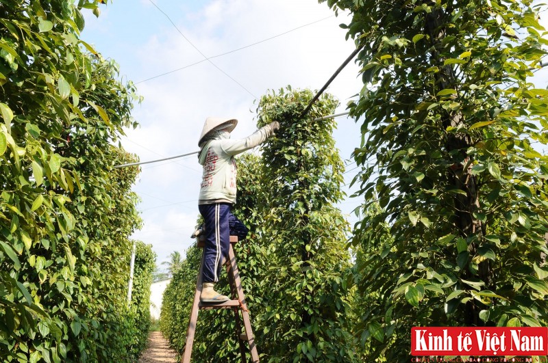 Giá tiêu hôm nay ngày 18/10/2023: Tiếp tục đi ngang, trong khoảng từ 67.500 - 70.500 đồng/kg