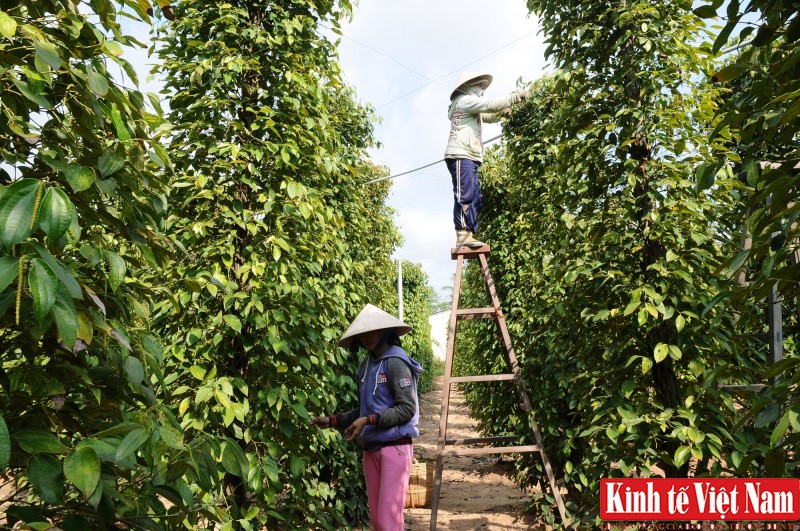 Giá tiêu tuần qua 06/11 - 11/11/2023: Đông Nam Bộ tăng từ 1.000 - 1.500 đồng/kg