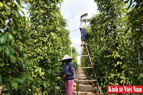 Giá tiêu Đắk Lắk