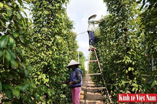 Giá tiêu hôm nay 18/5/2024: Đồng loạt đảo chiều giảm từ 1.000 – 2.000 đồng/kg ngay sau ngày tăng sốc