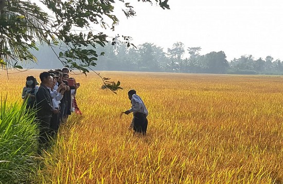 Thêm lợi nhuận nhờ “thương hiệu gạo xanh”