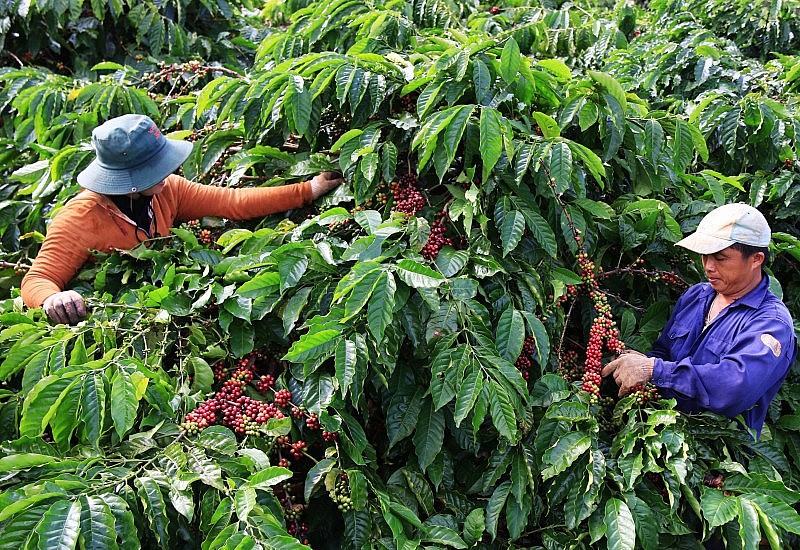 Giải pháp nào xây dựng thương hiệu cho các sản phẩm OCOP ngành cà phê?