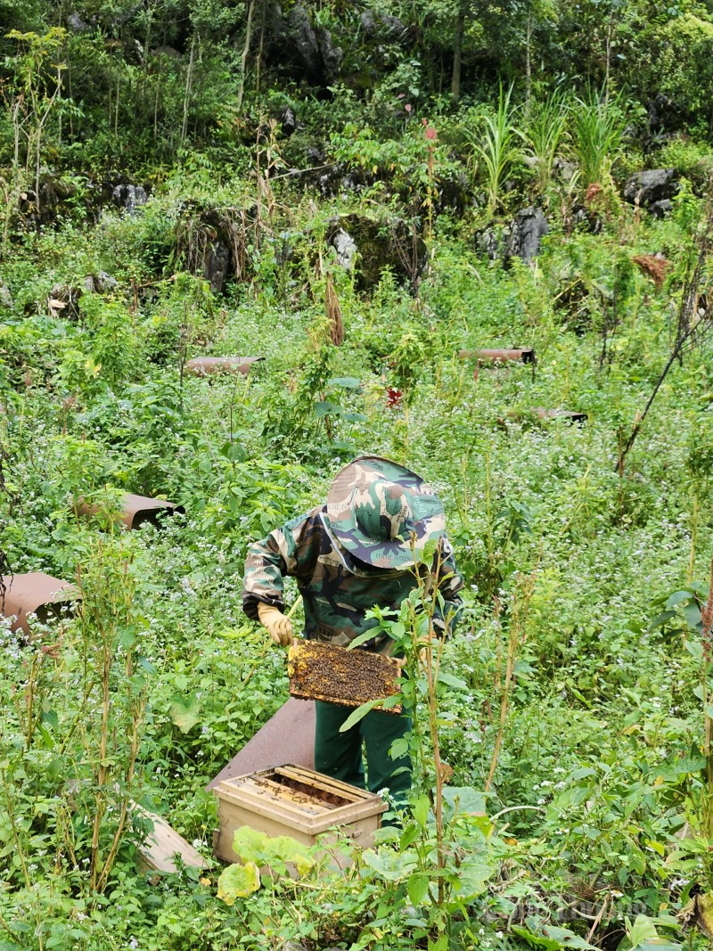 Đồng bào dân tộc Mông ở Sà Phìn (Hà Giang) phát triển kinh tế nhờ chính sách dân tộc