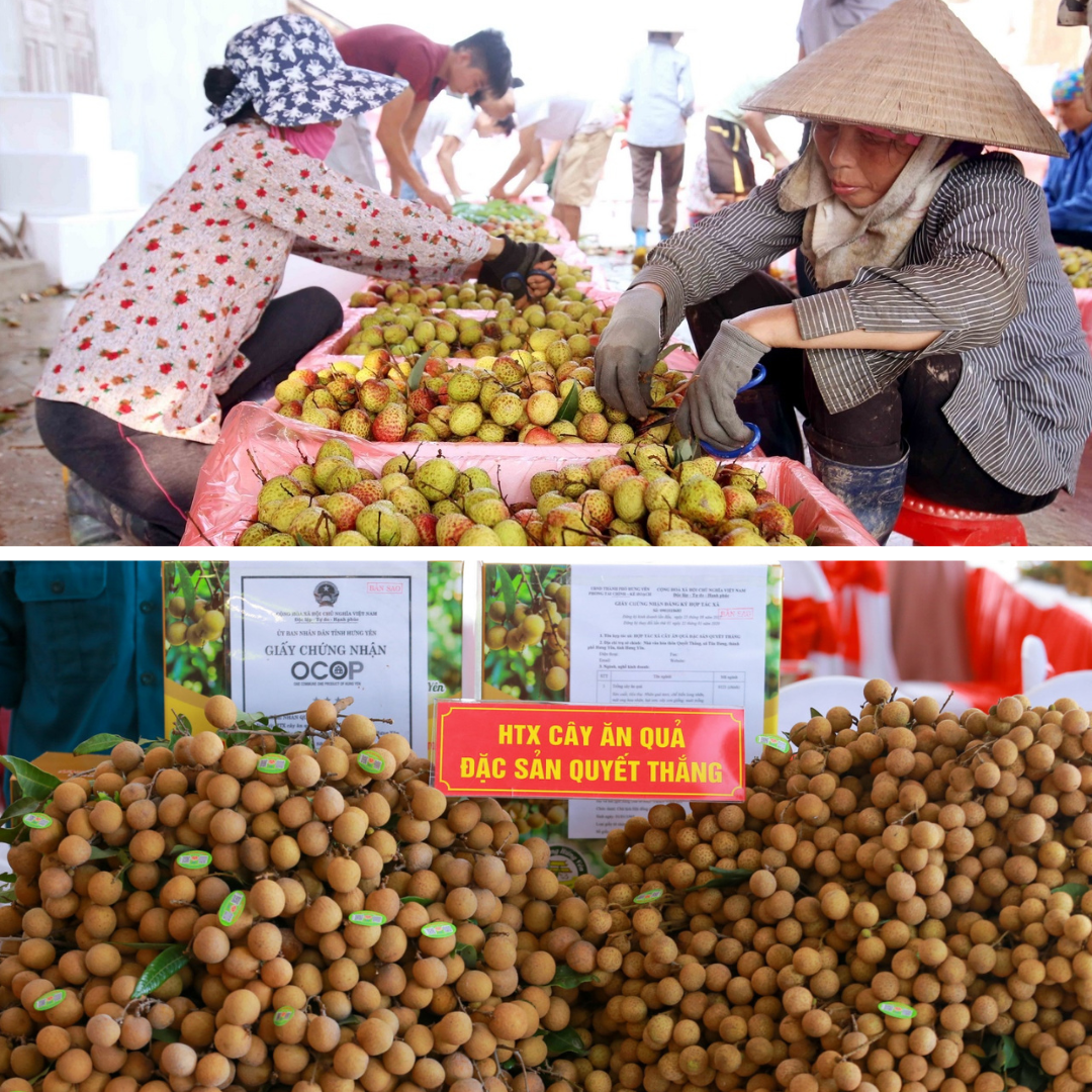 Longform | Hưng Yên: Khơi dậy tiềm năng sản phẩm OCOP