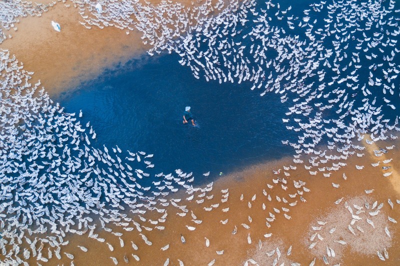 Raising ducks - Giải Ba hạng mục Landscape - Skypixel 2017. Ảnh FBNV