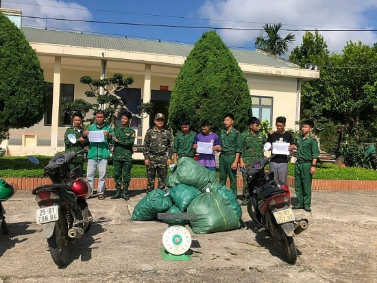 Bản tin Chống buôn lậu 6/10: Bắt 3 đối tượng "cõng" sâm lậu từ Trung Quốc vào Việt Nam