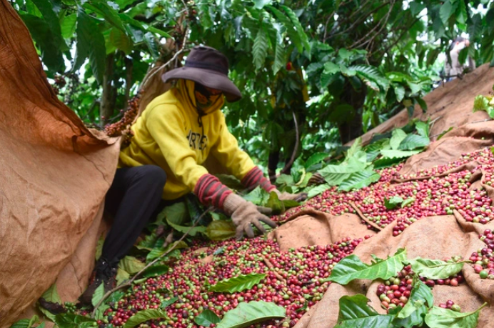 Hiệp định EVFTA, thúc đẩy doanh nghiệp gia tăng mặt hàng chế biến sâu