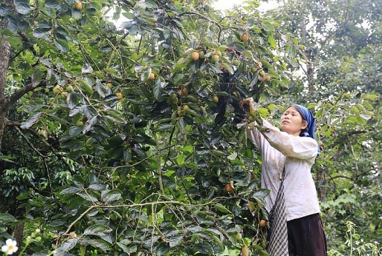 bac kan hinh thanh vung nguyen lieu gan voi tieu thu qua hong khong hat