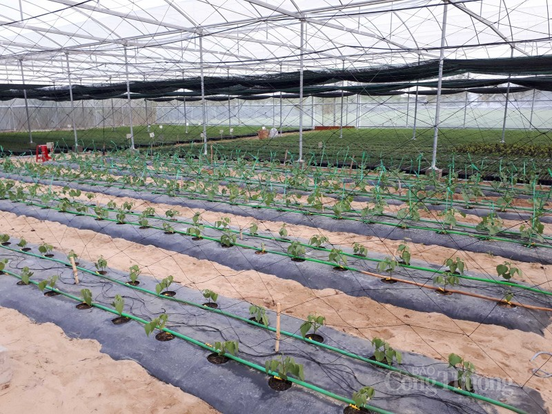 Sản xuất xanh: Lợi thế cho doanh nghiệp tiên phong