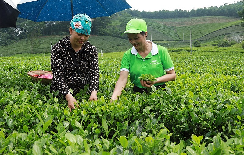 Bà Nguyễn Thị Hải, Giám đốc HTX Chè La Bằng kiểm tra lứa chè mới