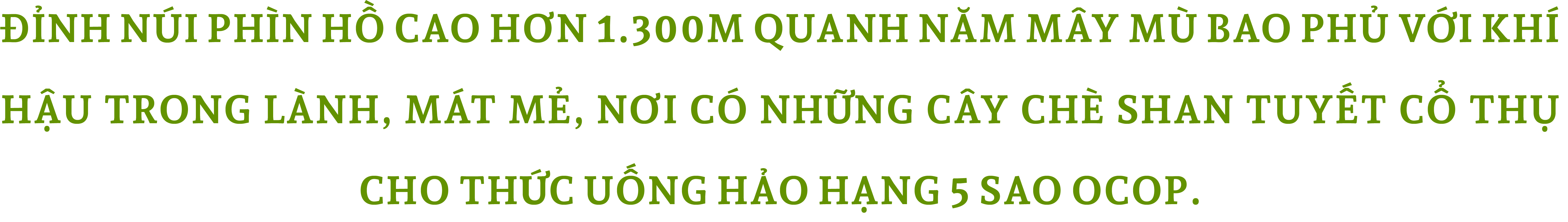 Viết tiếp câu chuyện đẹp cho cây chè Shan tuyết Hà Giang