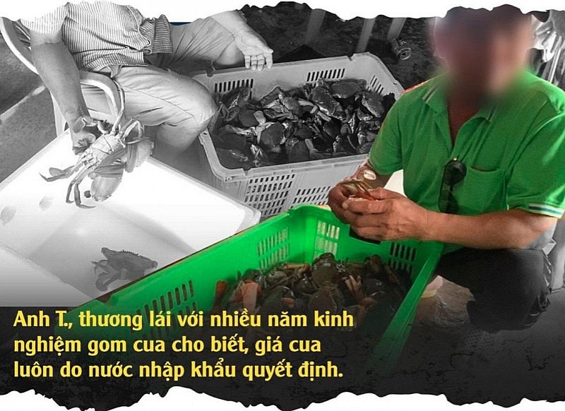 Vén màn mánh khóe xảo quyệt sau chuyện thương lái ép giá ở thủ phủ cua Cà Mau