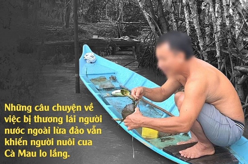 Vén màn mánh khóe xảo quyệt sau chuyện thương lái ép giá ở thủ phủ cua Cà Mau