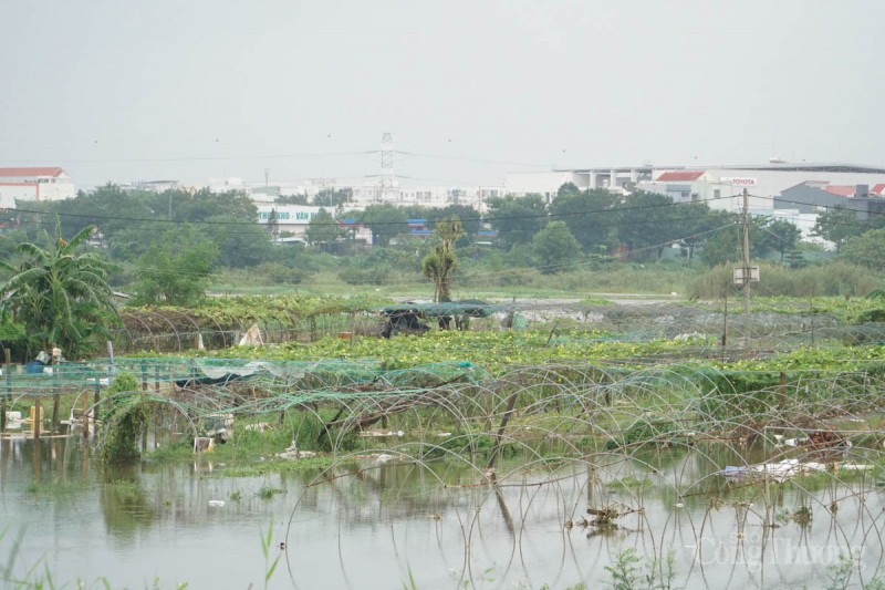 Đà Nẵng: Mưa lớn, làng rau chìm trong nước, giá rau xanh tăng