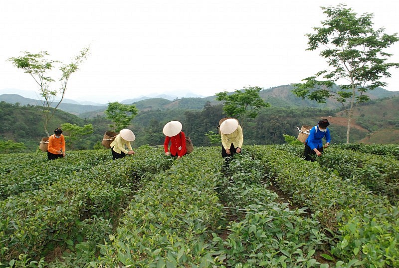 Lào Cai: Tạo dựng sinh kế bền vững cho bà con nhờ cây chè