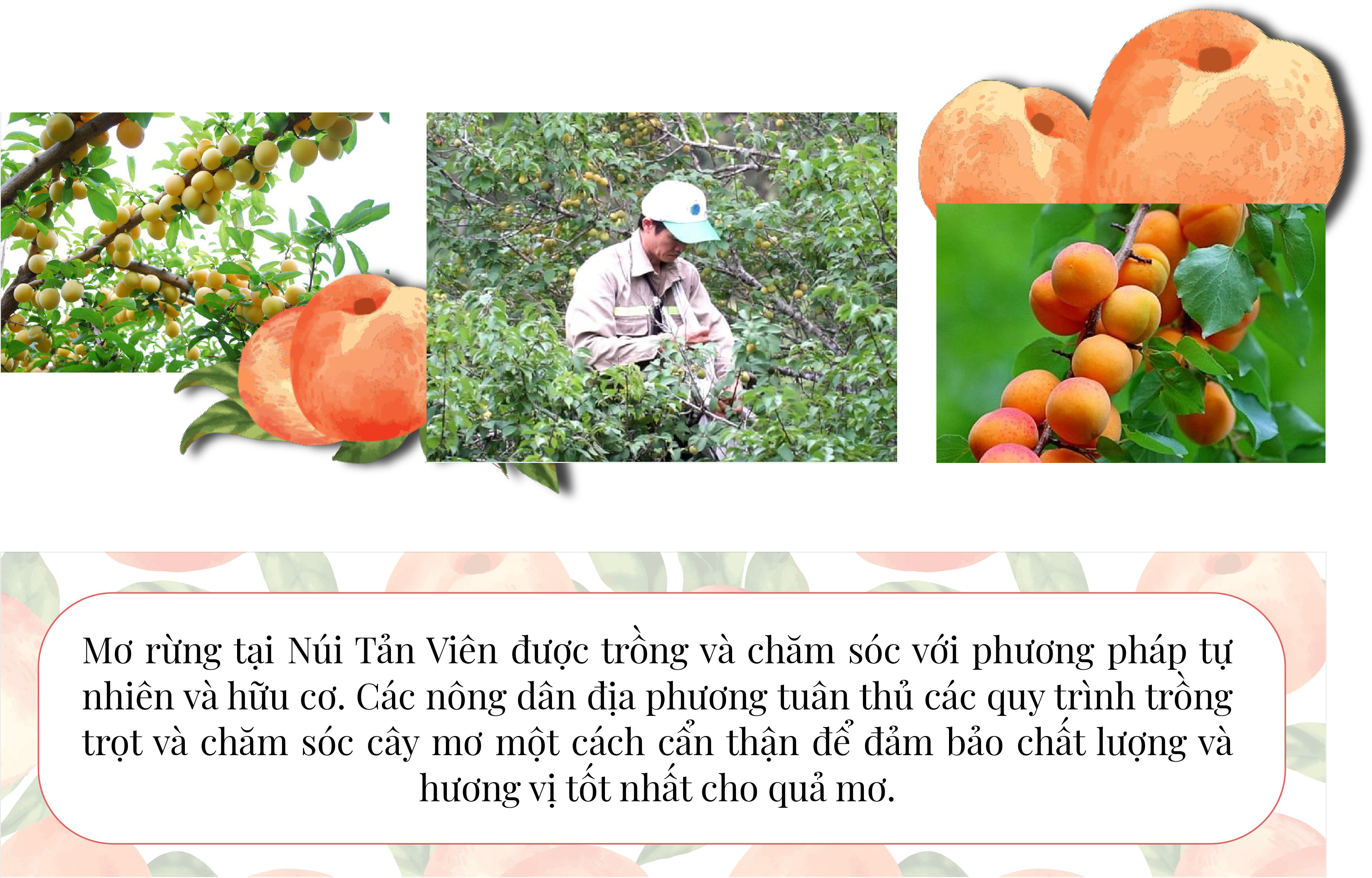 Longform | Những “Giọt lành” núi Tản