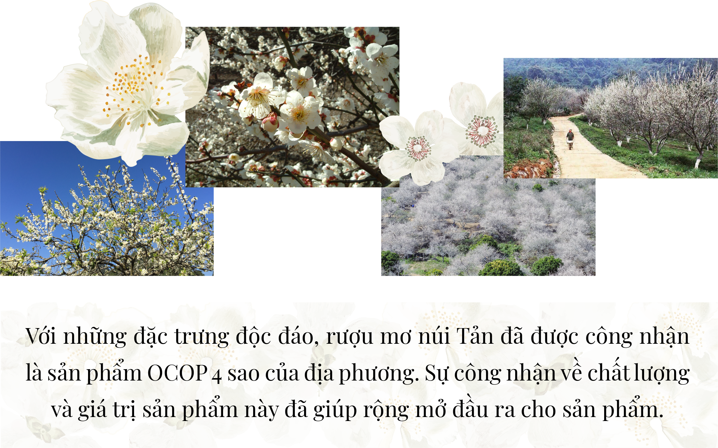 Longform | Những “Giọt lành” núi Tản