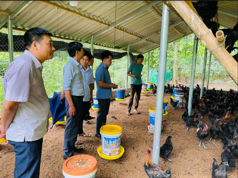 Hà Giang: Phát triển sản phẩm gà xương đen theo hướng hàng hóa