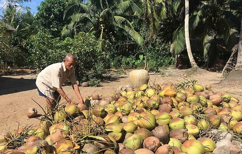 Trà Vinh: Gia tăng hoạt động TMĐT để tiêu thụ sản phẩm vùng đồng bào dân tộc thiểu số và miền núi