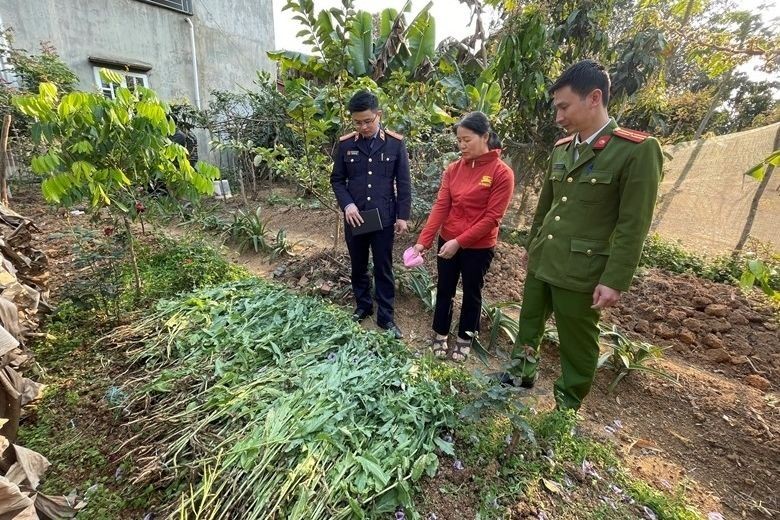 Hải Phòng: Phát hiện 190 cây cần sa trồng trái phép tại đầm nuôi tôm