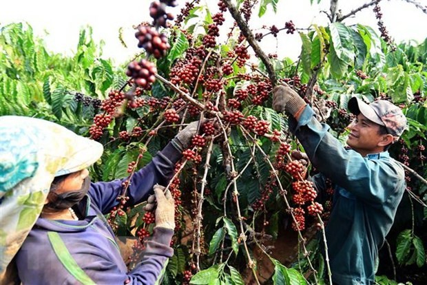 Tăng hiện diện, tạo uy tín để cà phê Việt Nam "tăng trưởng kép" trong chuỗi cung ứng