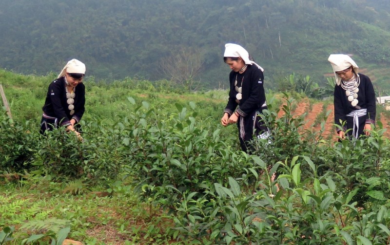 Người dân xã Hồng Thái, huyện Na Hang, tỉnh Tuyên Quang thu hái chè (Ảnh: Quang Đán)