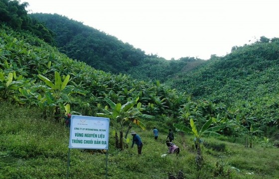 Sơn La: Thời trang xanh giúp cây chuối Tú Nang “cất cánh” vươn xa