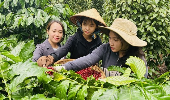 Giá cà phê hôm nay, ngày 21/10/2023: Giá cà phê trong nước bật tăng trở lại