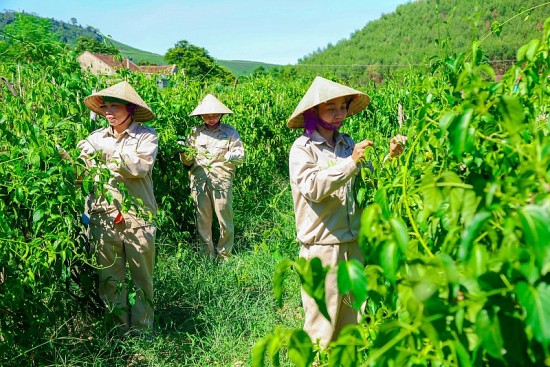 Nghệ An: Hỗ trợ phát triển sản xuất liên kết theo chuỗi giá trị