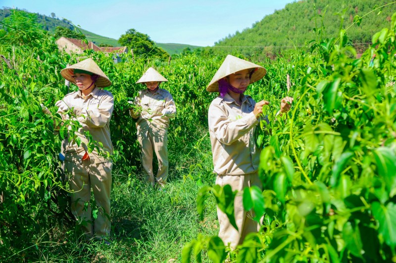 Hợp tác xã tham gia chuỗi giá trị có từ 70% tổng số lao động trở lên là người DTTS sẽ được hỗ trợ phát triển sản xuất (Ảnh: Đình Tuyên)