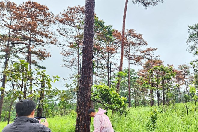 Xót xa những rừng thông ở Tây Nguyên đang bị hạ độc