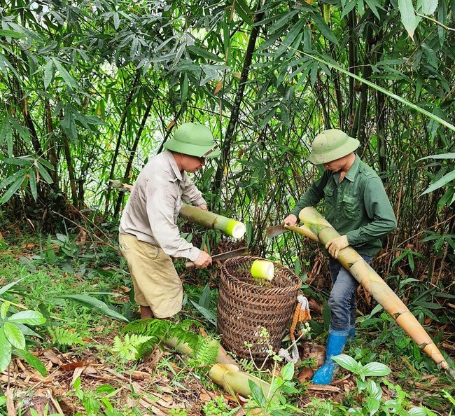 Nâng cao giá trị nông sản Yên Bái nhờ chỉ dẫn địa lý