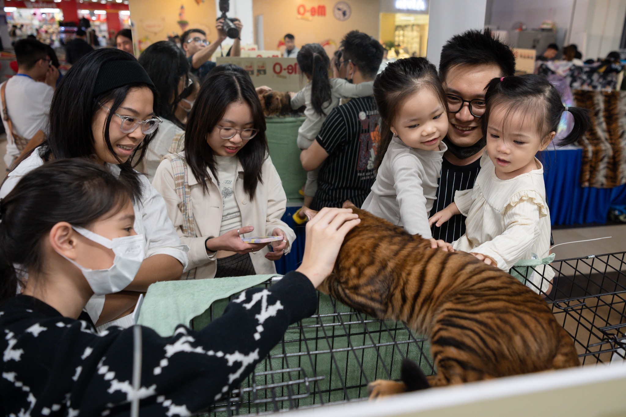 Sắp diễn ra lễ hội dành cho các bé mèo WCF Coral Jubilee Cat Show