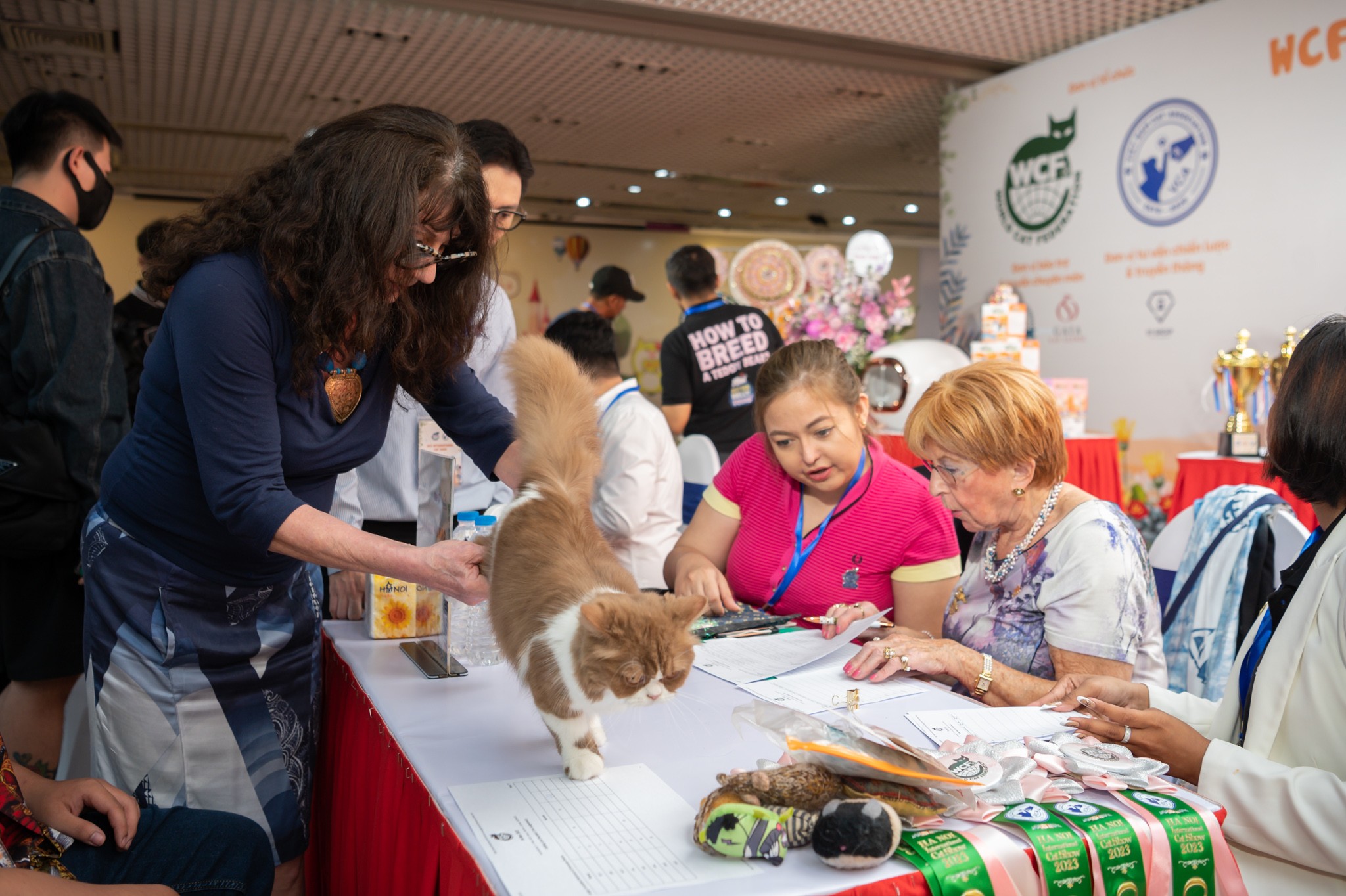 Sắp diễn ra lễ hội dành cho các bé mèo WCF Coral Jubilee Cat Show