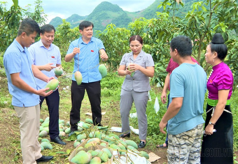 Điện Biên: Ứng dụng khoa học công nghệ nâng tầm sản phẩm nông sản