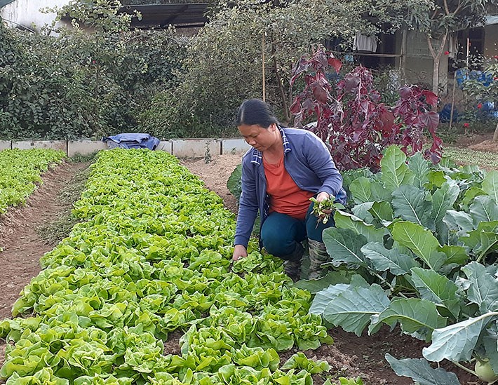 Liên kết chặt chẽ giữa nông dân và doanh nghiệp thúc đẩy tiêu thụ nông sản