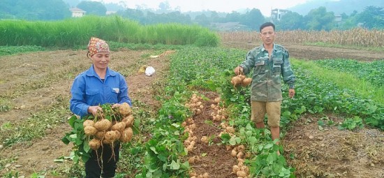Nông dân Thái Niên thu lãi lớn từ trồng củ đậu