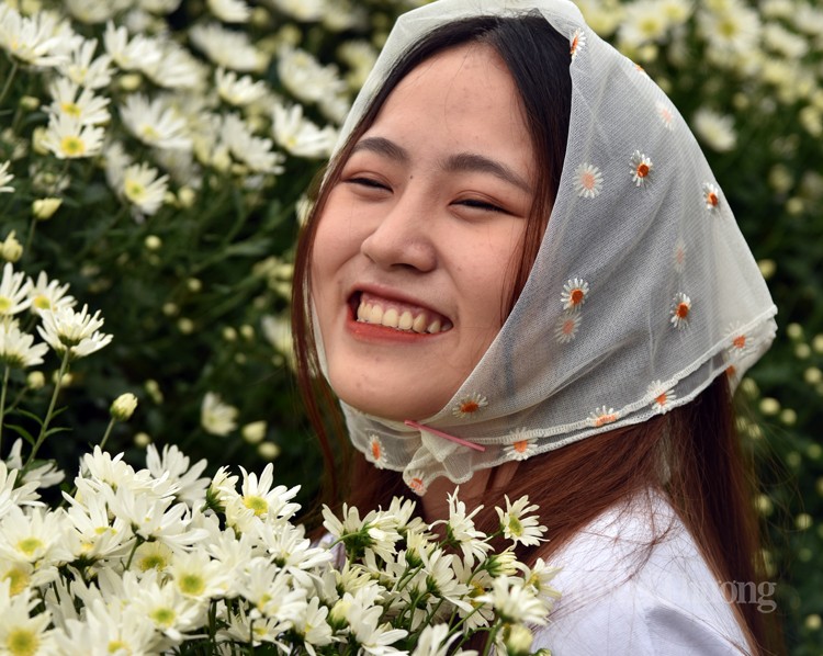 Lý do nào khiến giá cúc họa mi đầu mùa “hạ nhiệt”? Lý do nào khiến giá cúc họa mi đầu mùa “hạ nhiệt”?