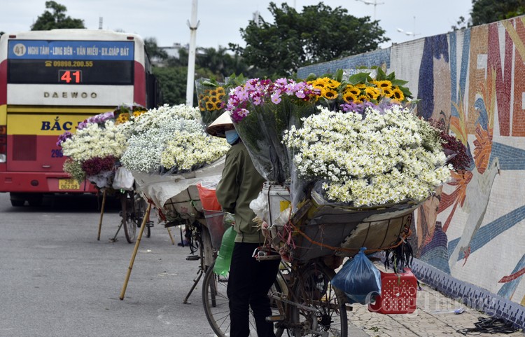 Lý do nào khiến giá cúc họa mi đầu mùa “hạ nhiệt”?