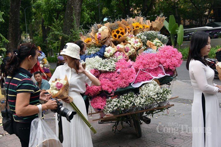 Lý do nào khiến giá cúc họa mi đầu mùa “hạ nhiệt”? Lý do nào khiến giá cúc họa mi đầu mùa “hạ nhiệt”?