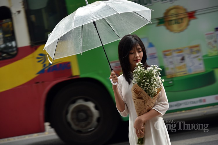 Lý do nào khiến giá cúc họa mi đầu mùa “hạ nhiệt”? Lý do nào khiến giá cúc họa mi đầu mùa “hạ nhiệt”?