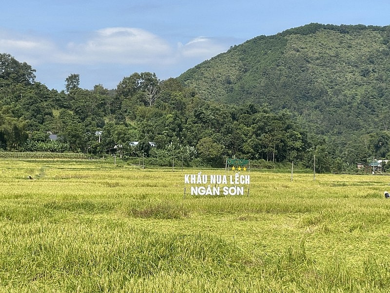 Bắc Kạn: Tìm giải pháp mở rộng mở đầu ra cho sản phẩm gạo nếp Khẩu Nua Lếch