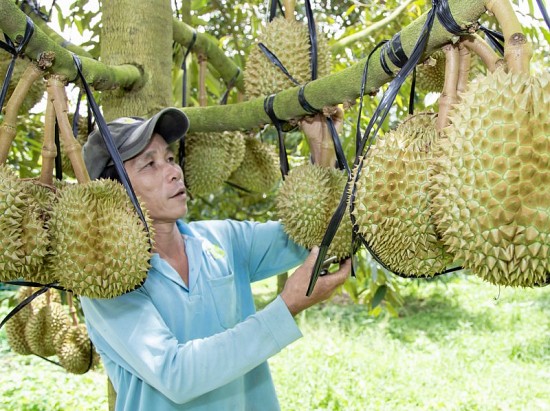 xuat khau rau qua sang thi truong trung quoc nam 2024 co hoi rong mo