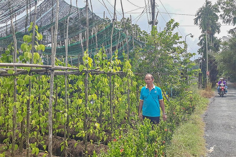 Tỉnh Hậu Giang: Bất ngờ với hợp tác xã trồng trầu độc nhất ở miền Tây