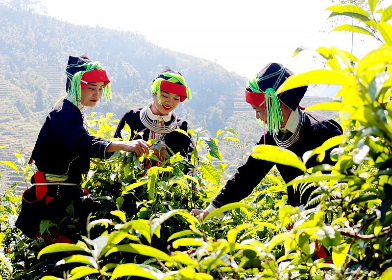 Xây dựng thương hiệu, nâng cao giá trị cho chè Shan tuyết Hà Giang