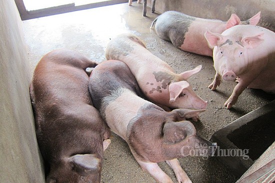 Giá heo hơi hôm nay ngày 2/2/2024: Giảm sâu nhất 3.000 đồng/kg