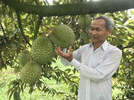 Giá sầu riêng hôm nay ngày 8/11/2023: Nhích nhẹ, thị trường có dấu hiệu “trầm”?