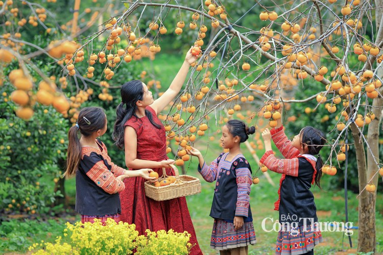 Mãn nhãn với mùa hồng Mộc Châu