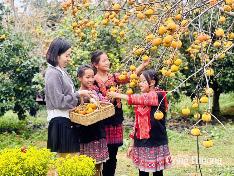 Mãn nhãn với mùa hồng Mộc Châu