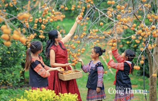 Mãn nhãn với mùa hồng Mộc Châu